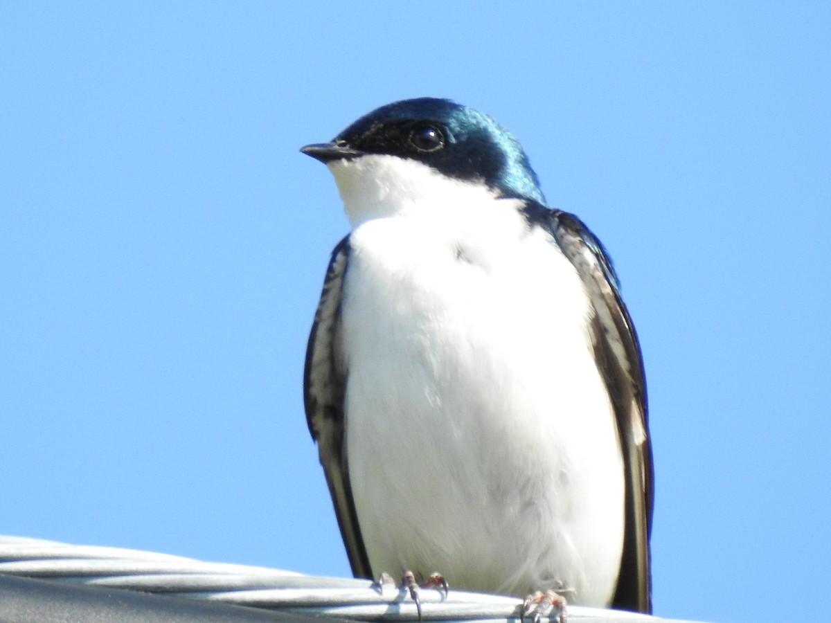 Tree Swallow - ML636887903
