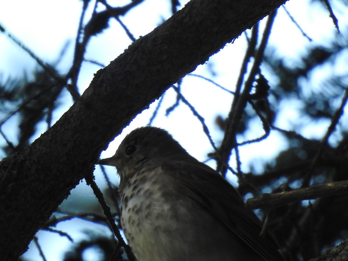 Swainson's Thrush - ML636887907