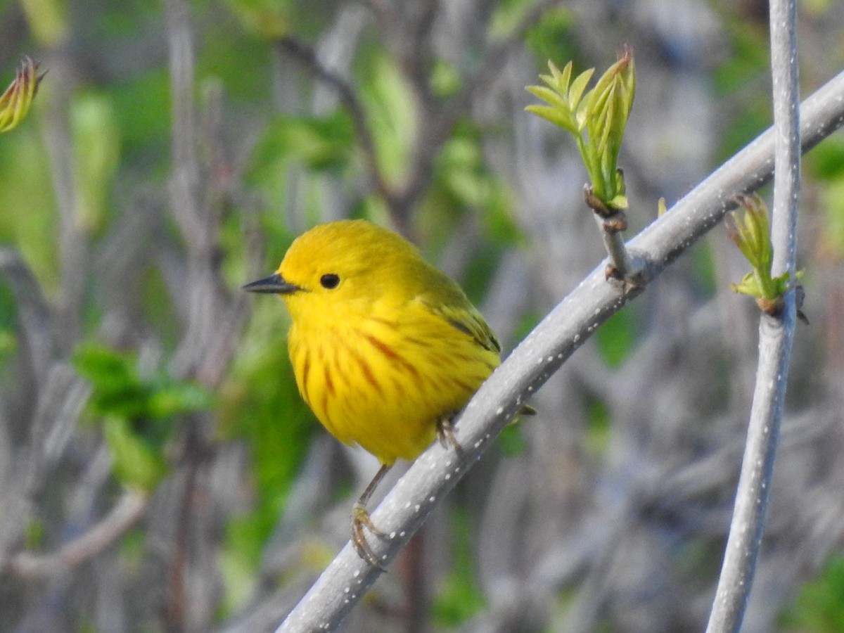 Northern Yellow Warbler - ML636887931