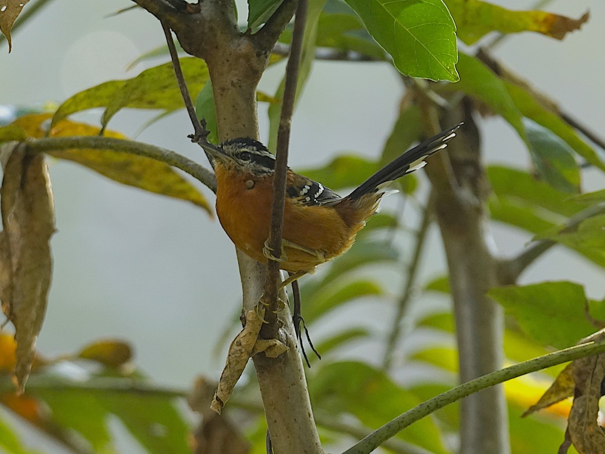 Ferruginous Antbird - ML636888179