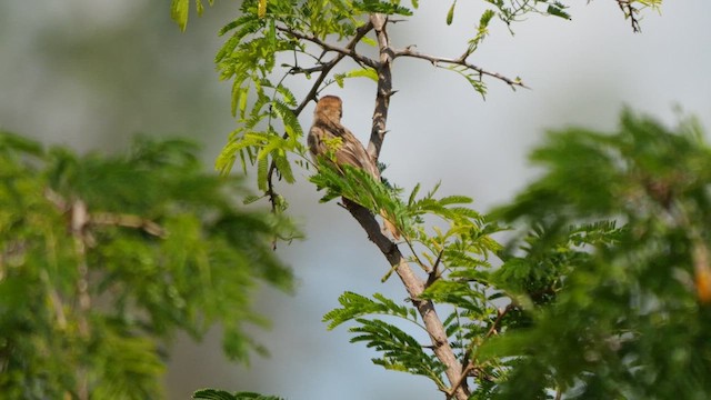 Rattling Cisticola - ML636888239