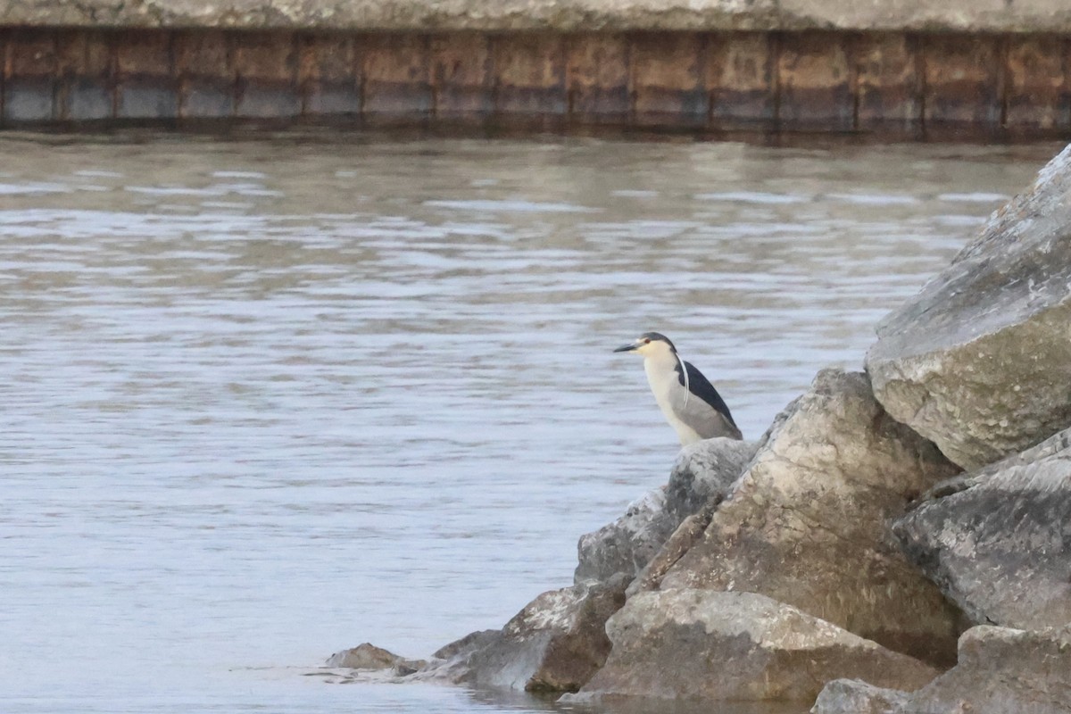 kvakoš noční - ML636888353