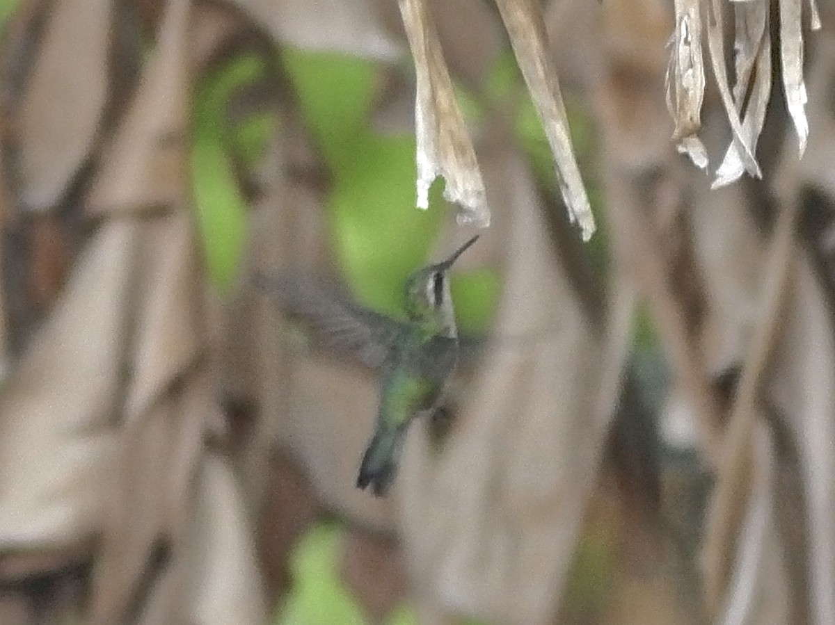 Canivet's Emerald - ML636888359