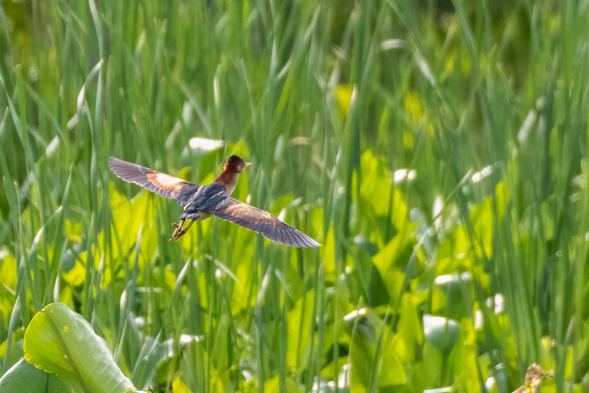 Least Bittern - ML636888367