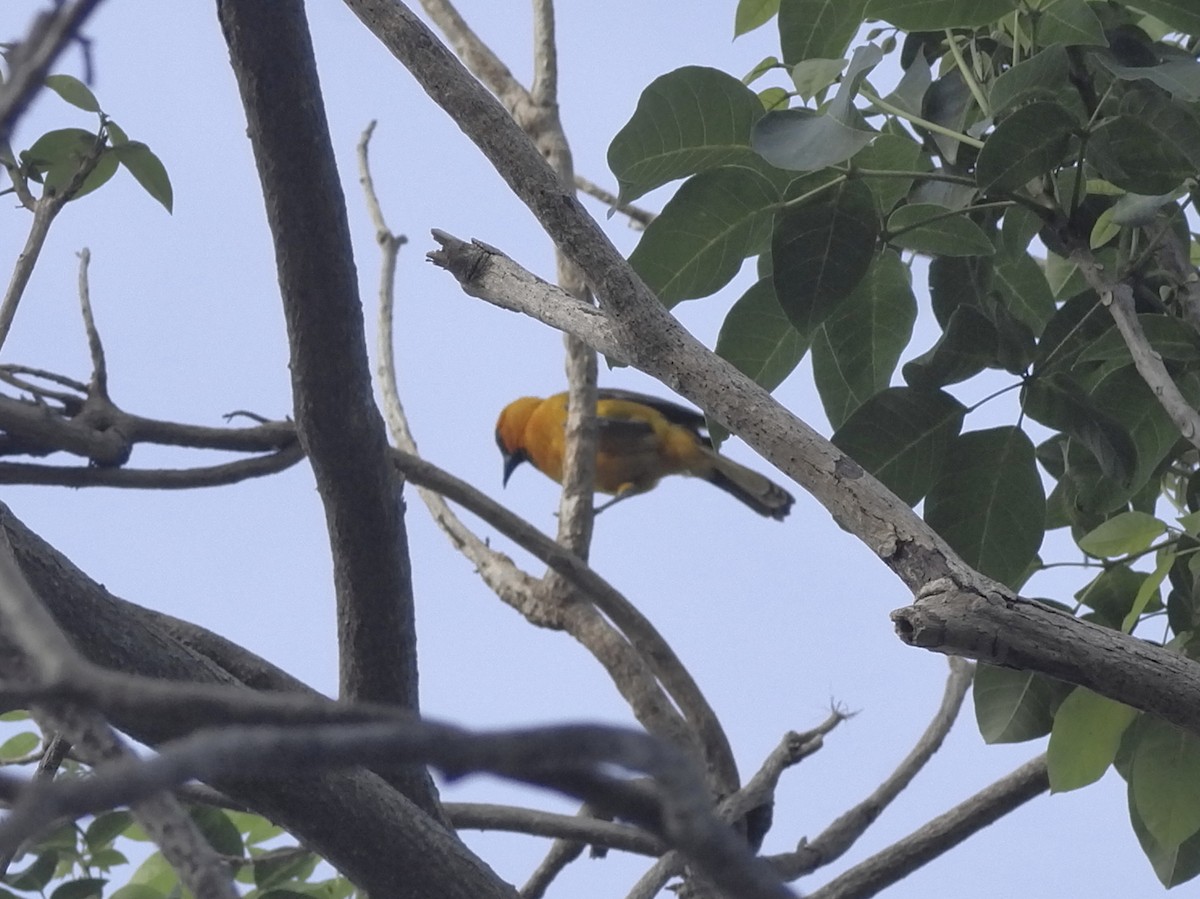 Orchard/Hooded Oriole - ML636888385