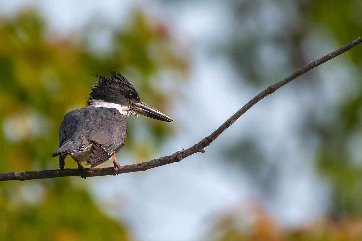 Belted Kingfisher - ML636888386