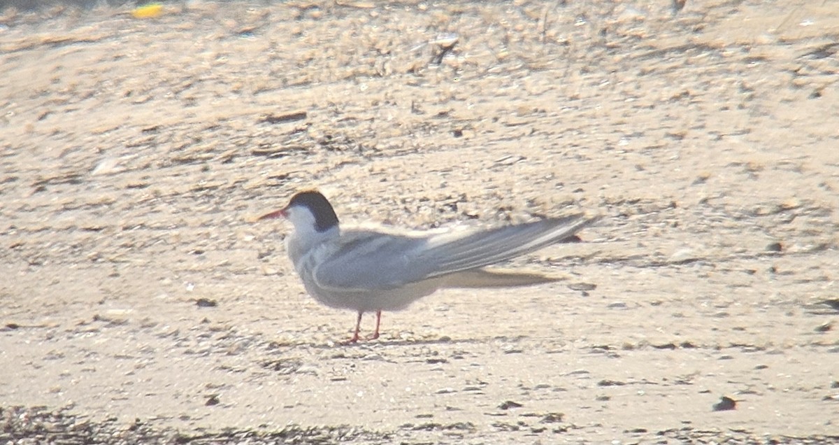 Common Tern - ML636888394