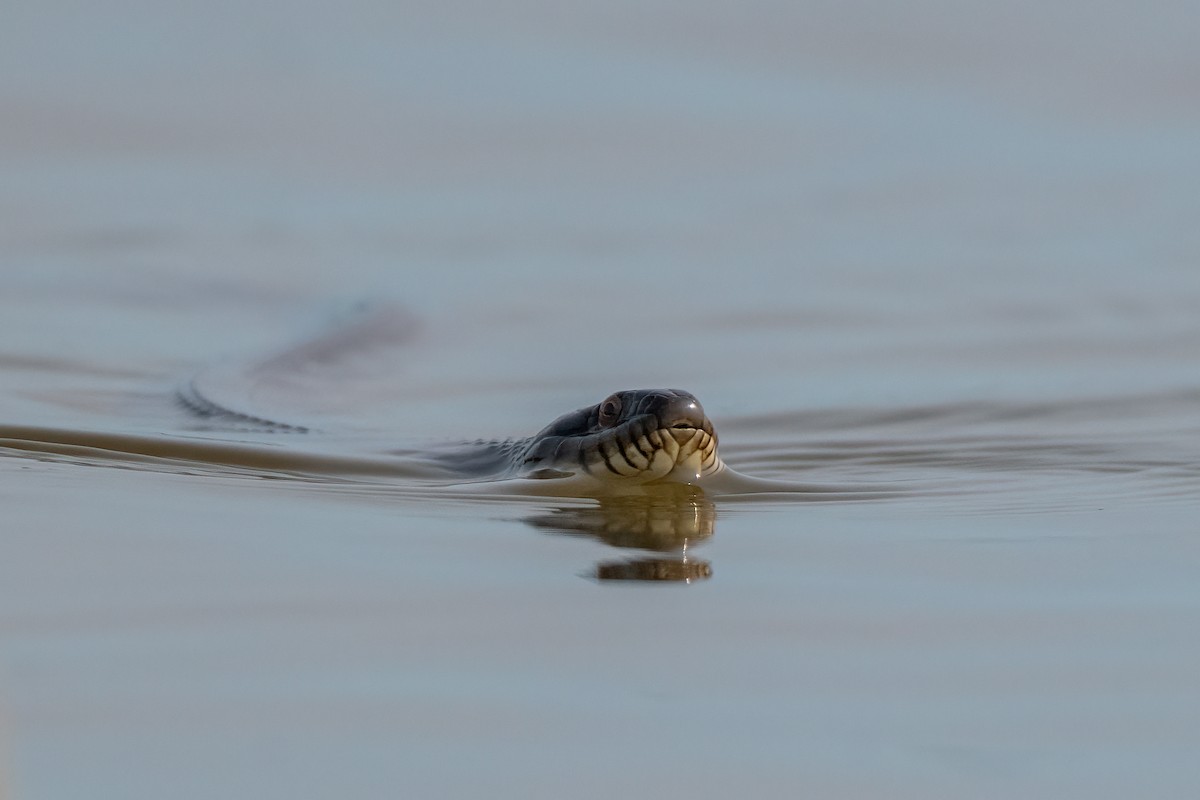 Snakes and Lizards - ML636888395