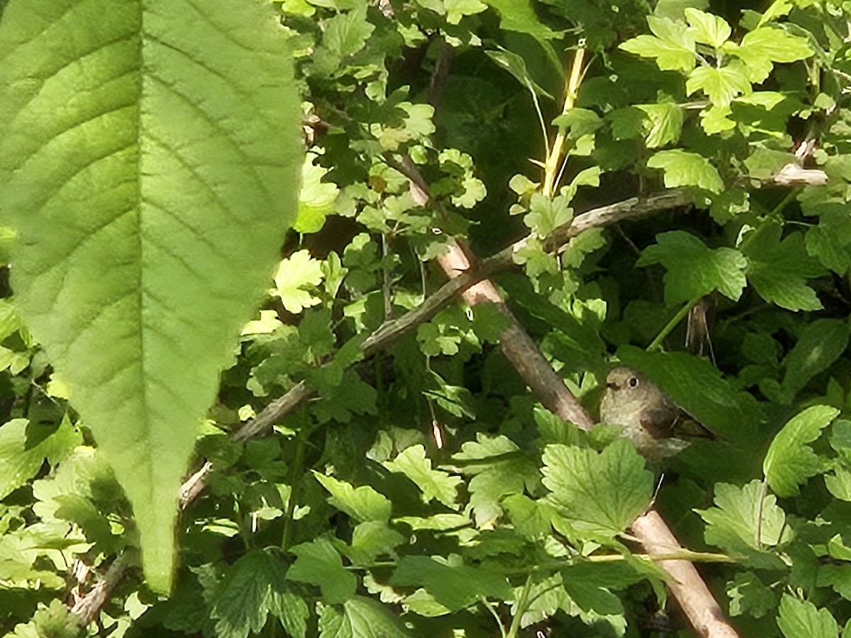 Ruby-crowned Kinglet - ML636888400