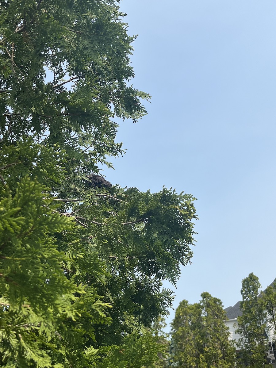 Common Grackle - ML636888415