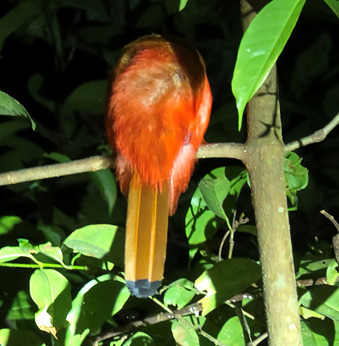 Scarlet-rumped Trogon - ML636888465