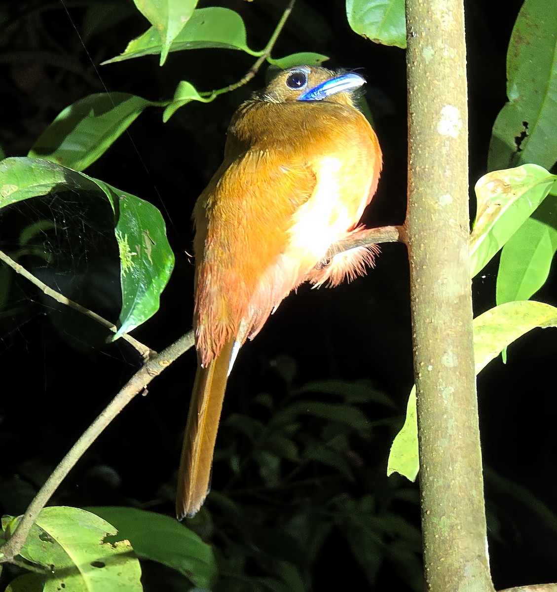 Scarlet-rumped Trogon - ML636888467