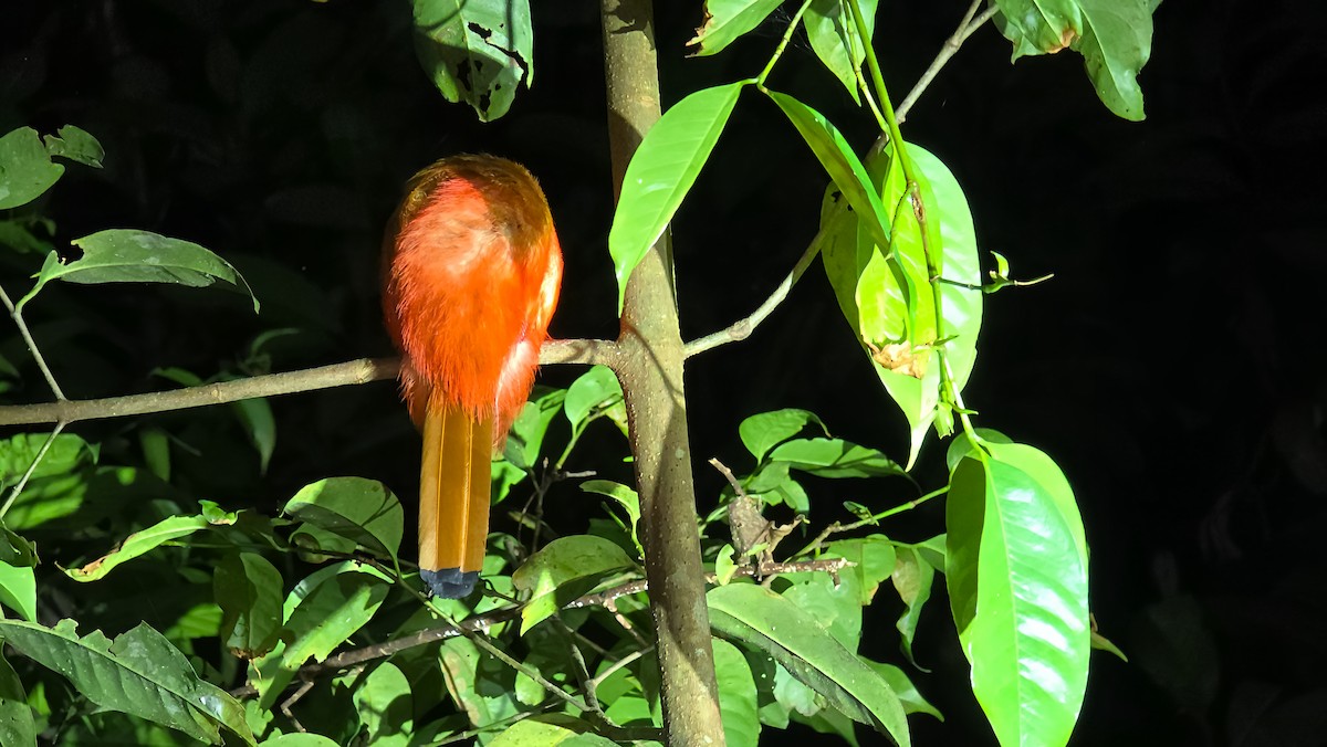 Scarlet-rumped Trogon - ML636888469
