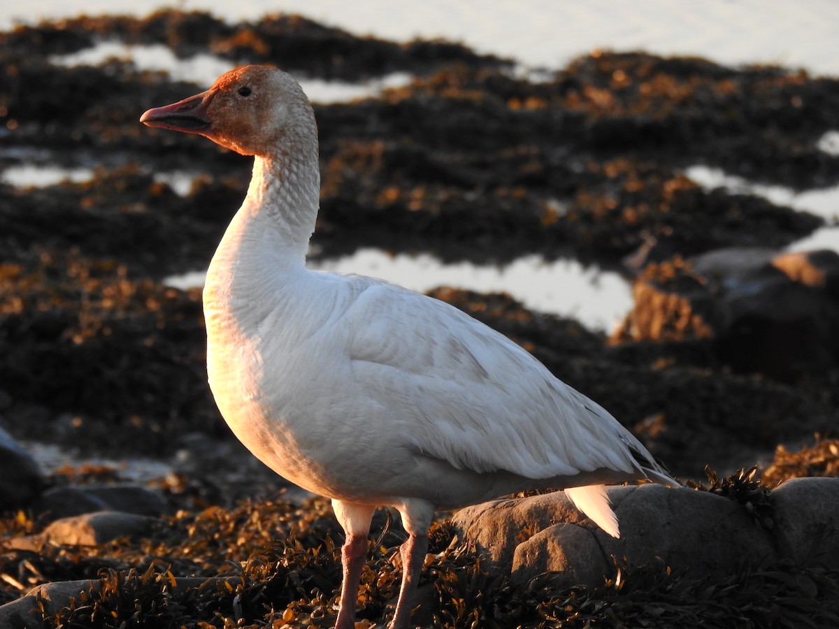 Snow Goose - ML636888541