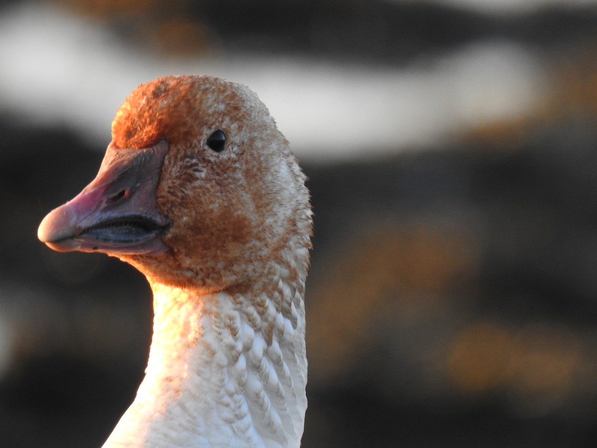 Snow Goose - ML636888543