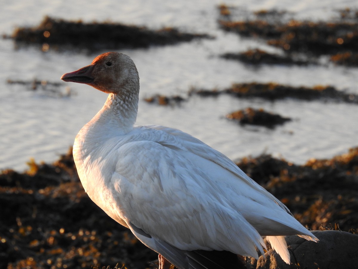 Snow Goose - ML636888544
