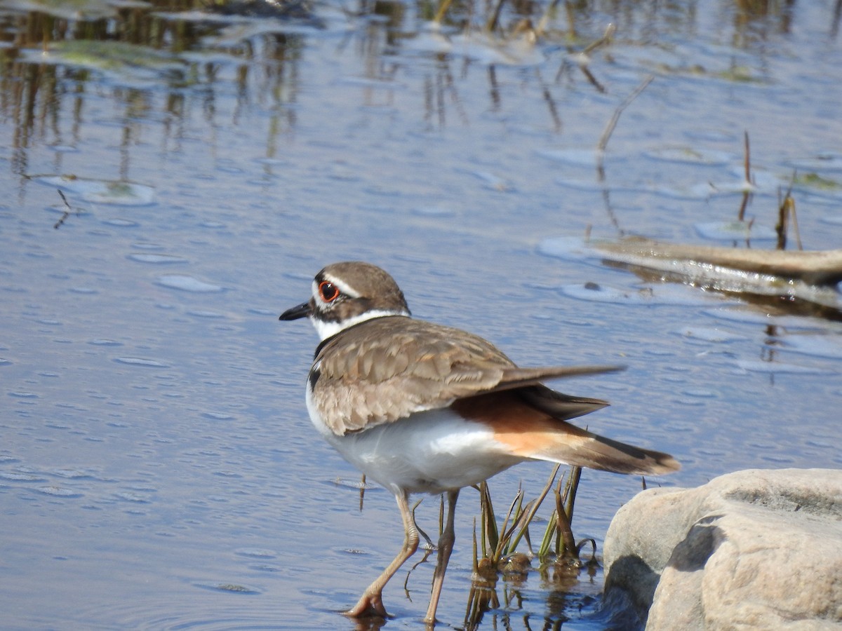 Killdeer - ML636888553