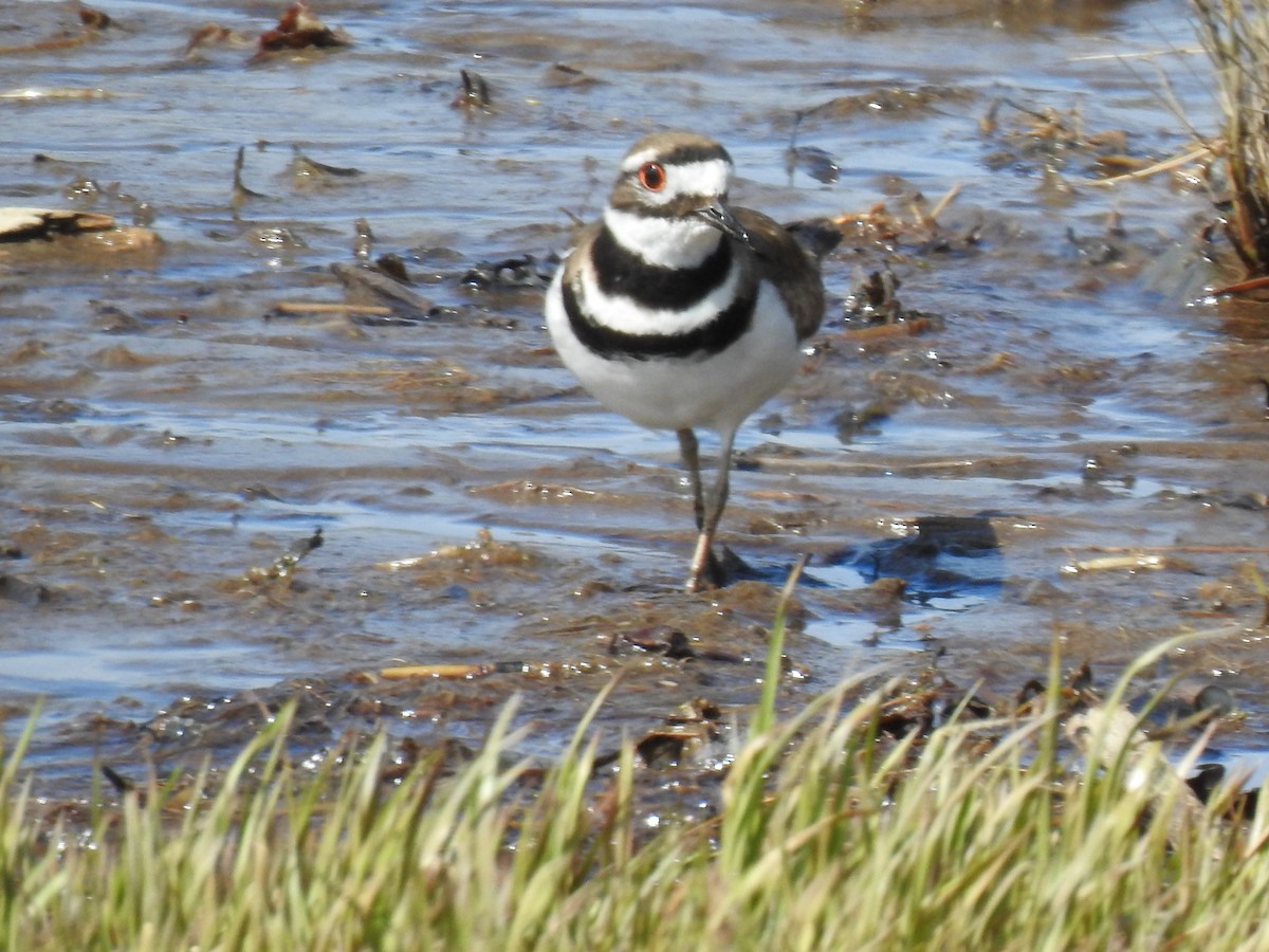 Killdeer - ML636888554
