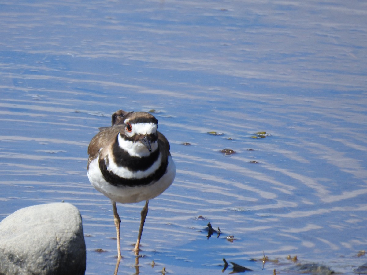 Killdeer - ML636888555