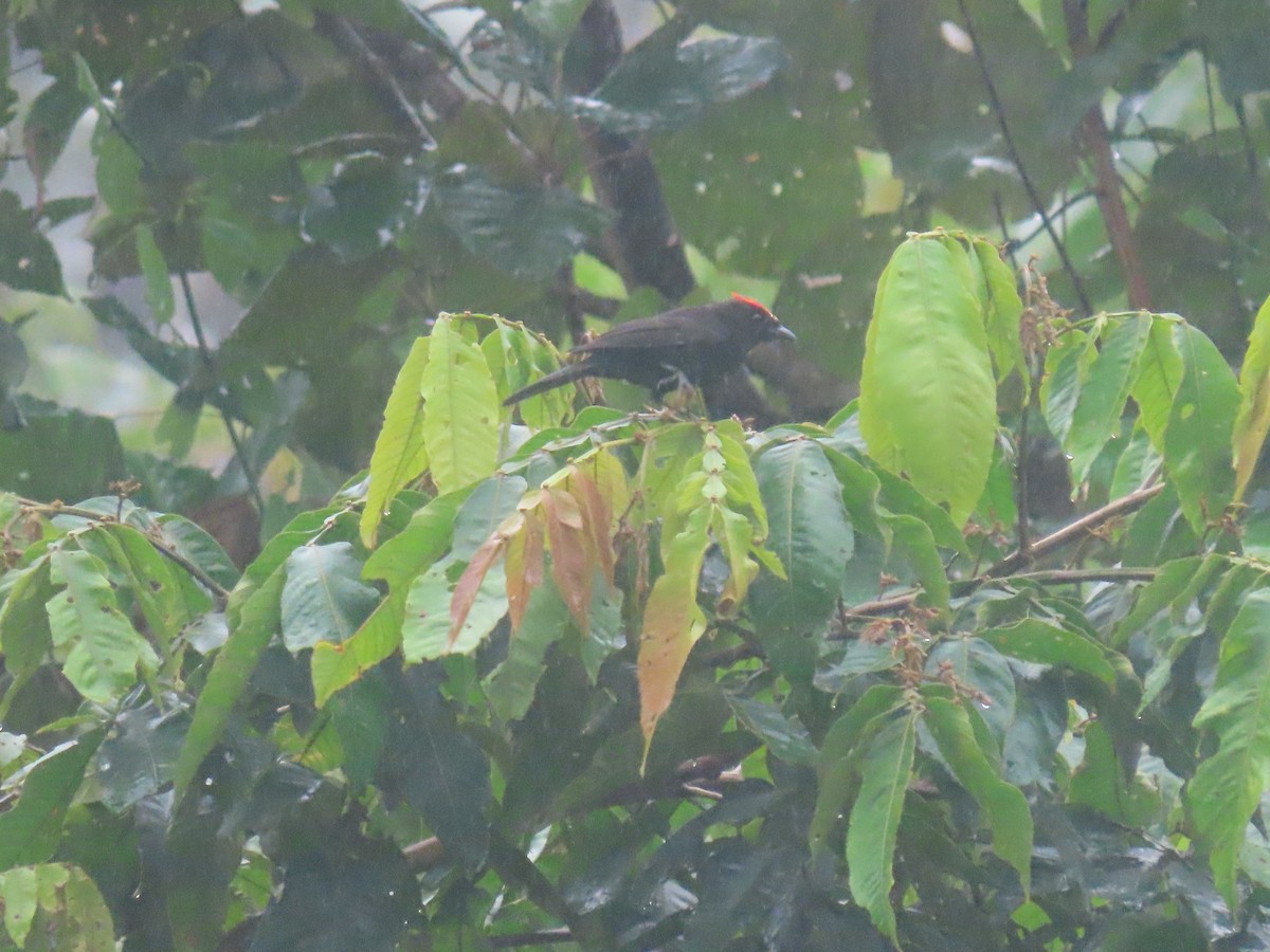 Flame-crested Tanager - ML636888571