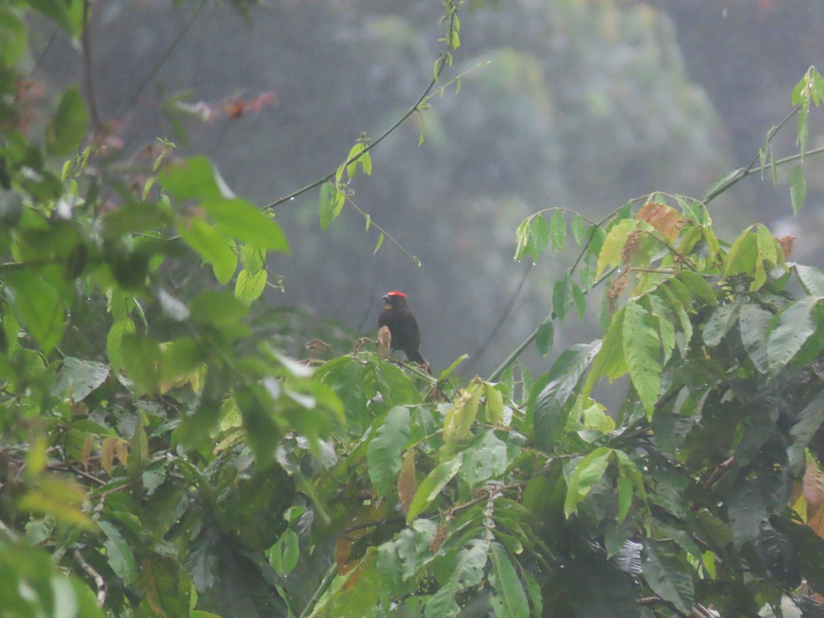 Flame-crested Tanager - ML636888572
