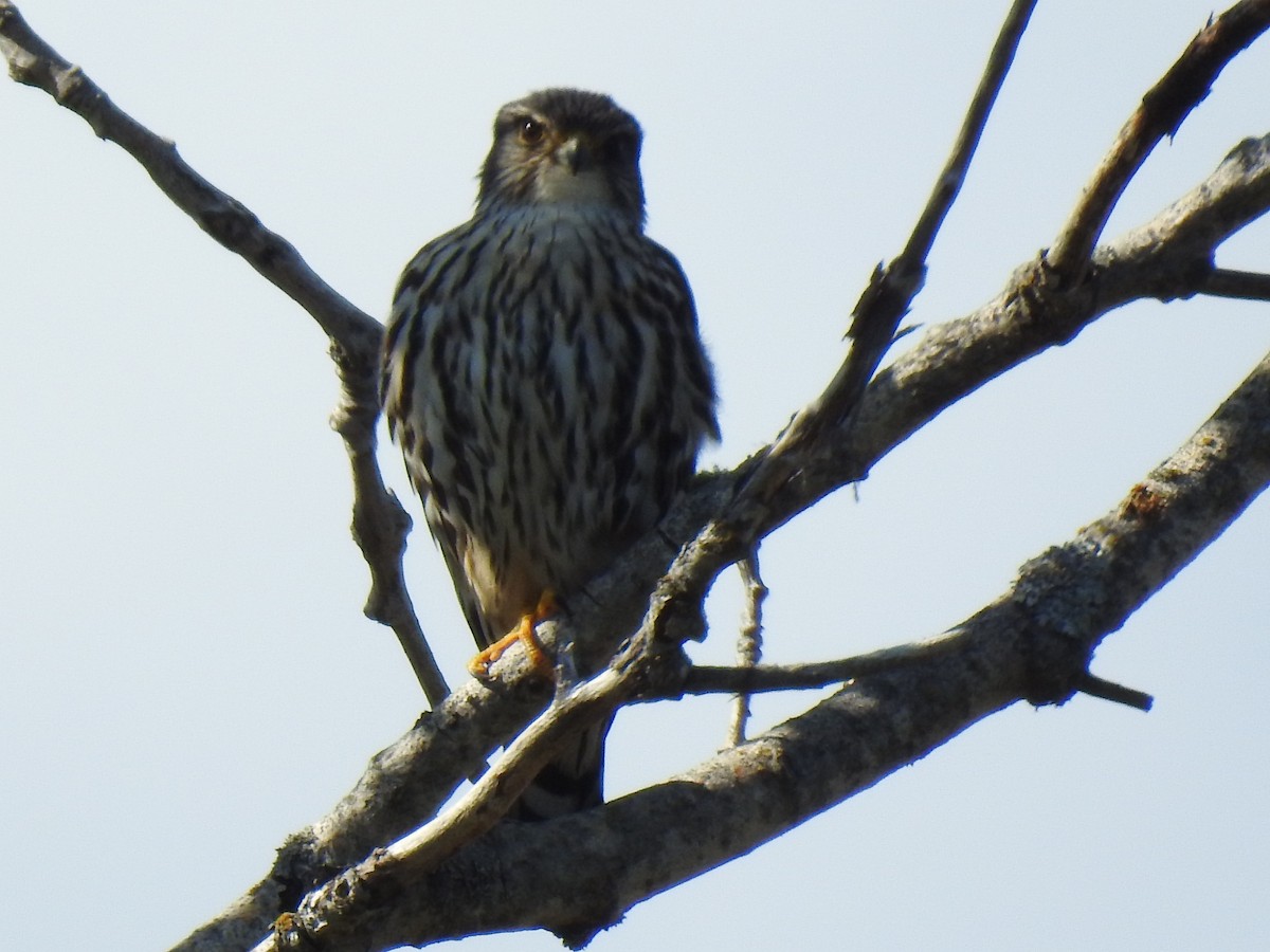 灰背隼 - ML636888604