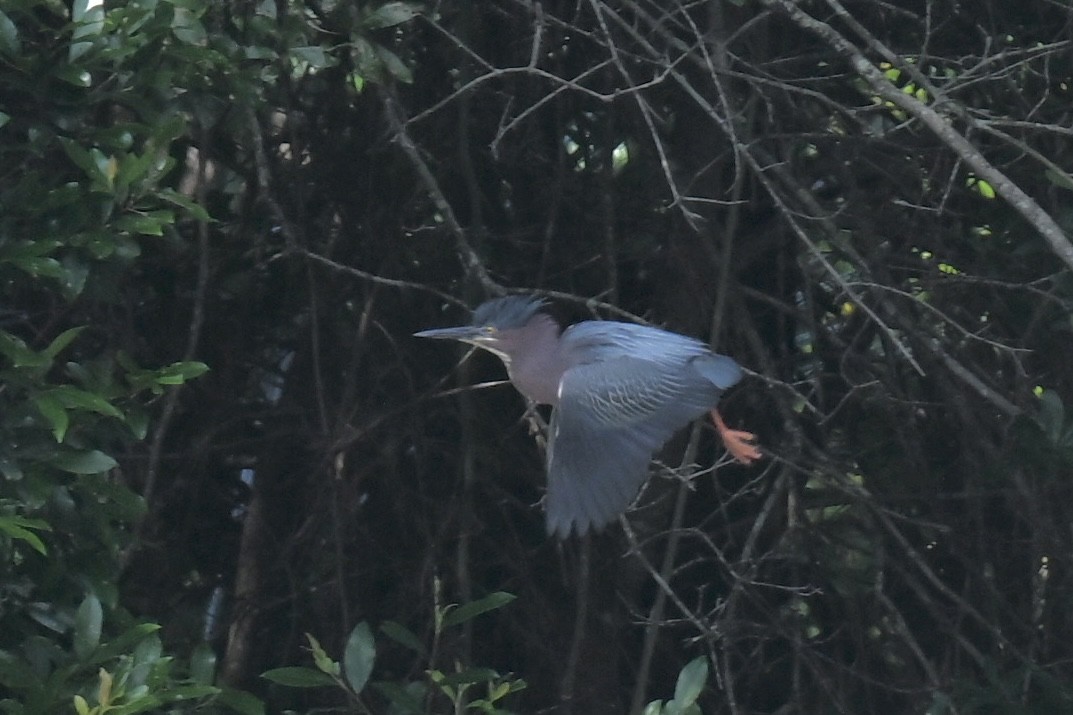 Green Heron - ML636888698
