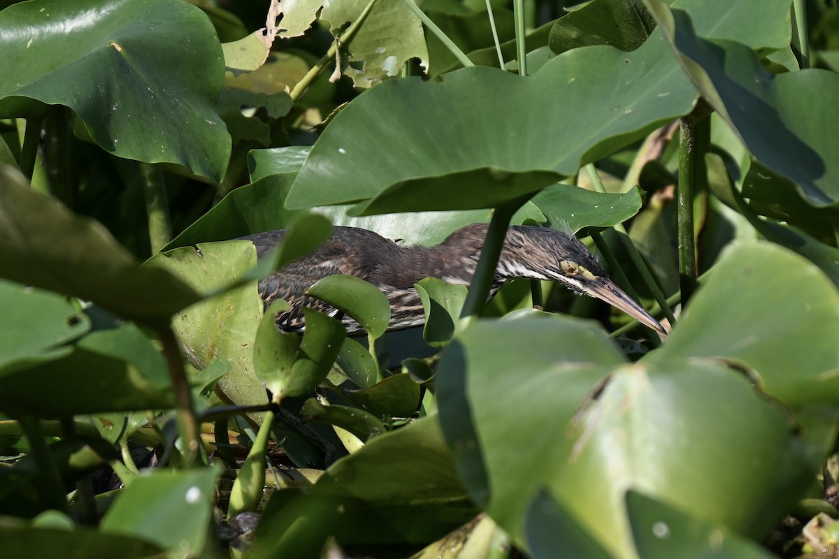 Green Heron - ML636888699
