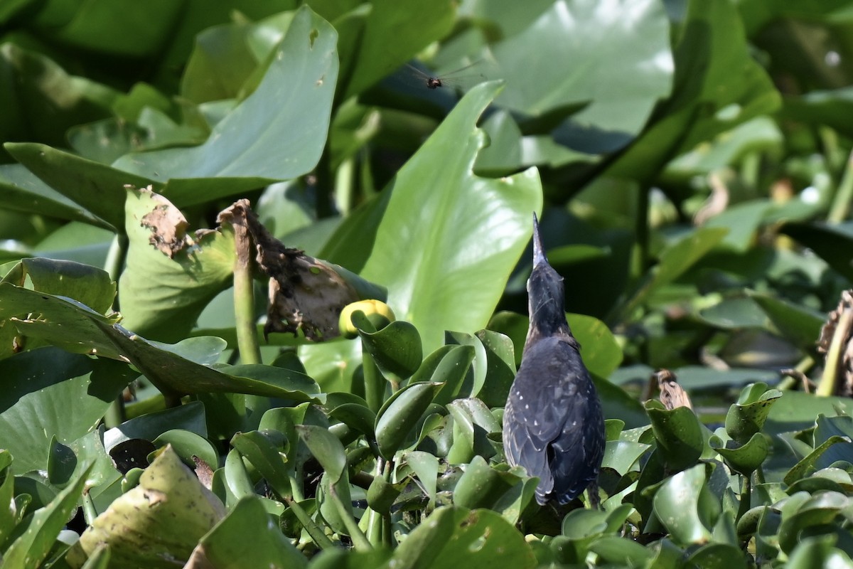 Green Heron - ML636888700