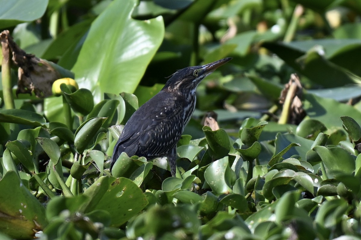 Green Heron - ML636888701