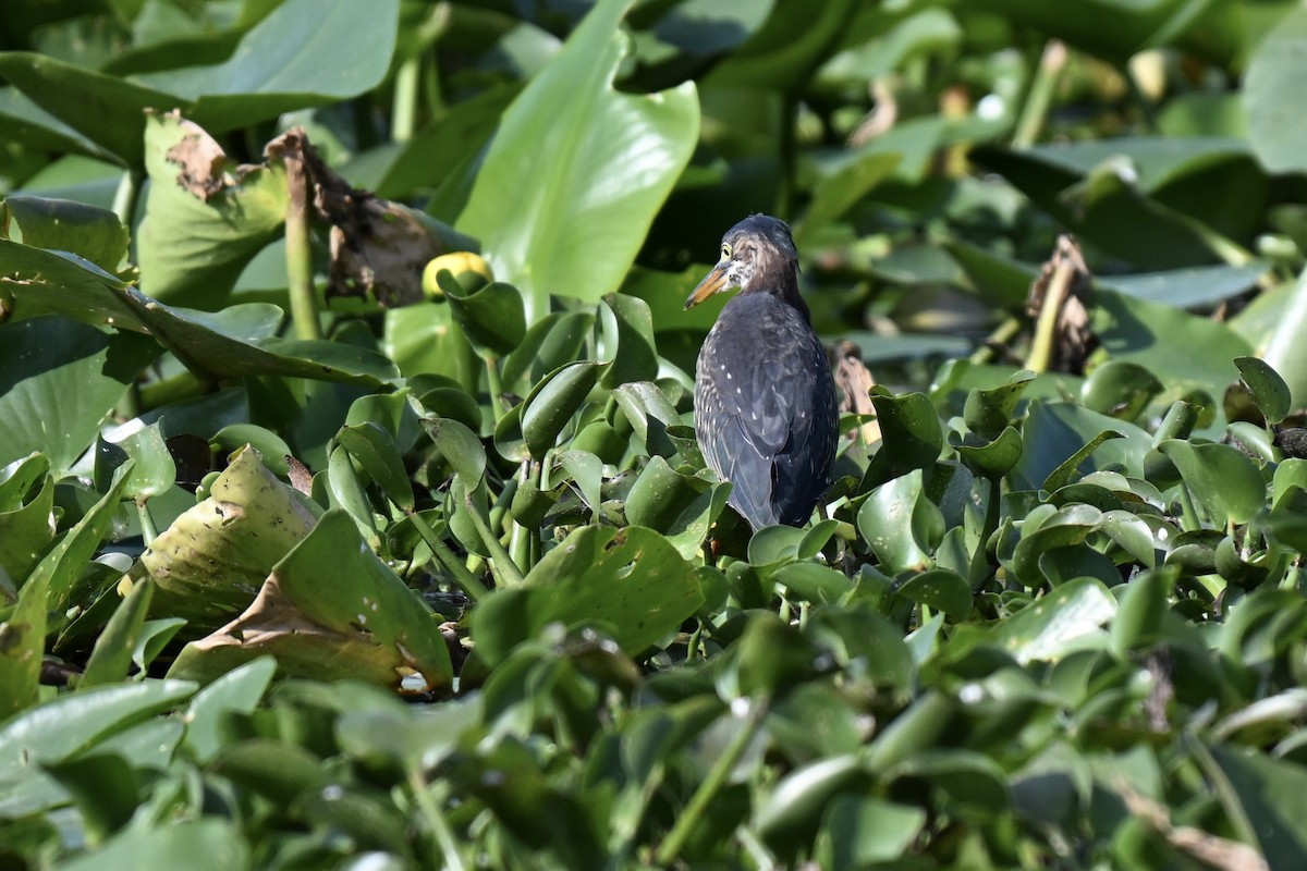 Green Heron - ML636888703