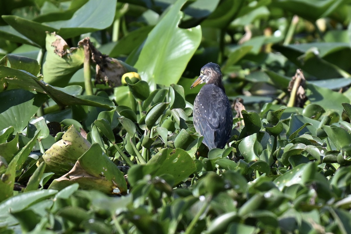 Green Heron - ML636888704