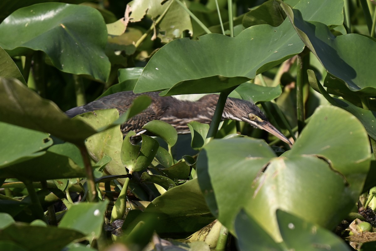 Green Heron - ML636888705