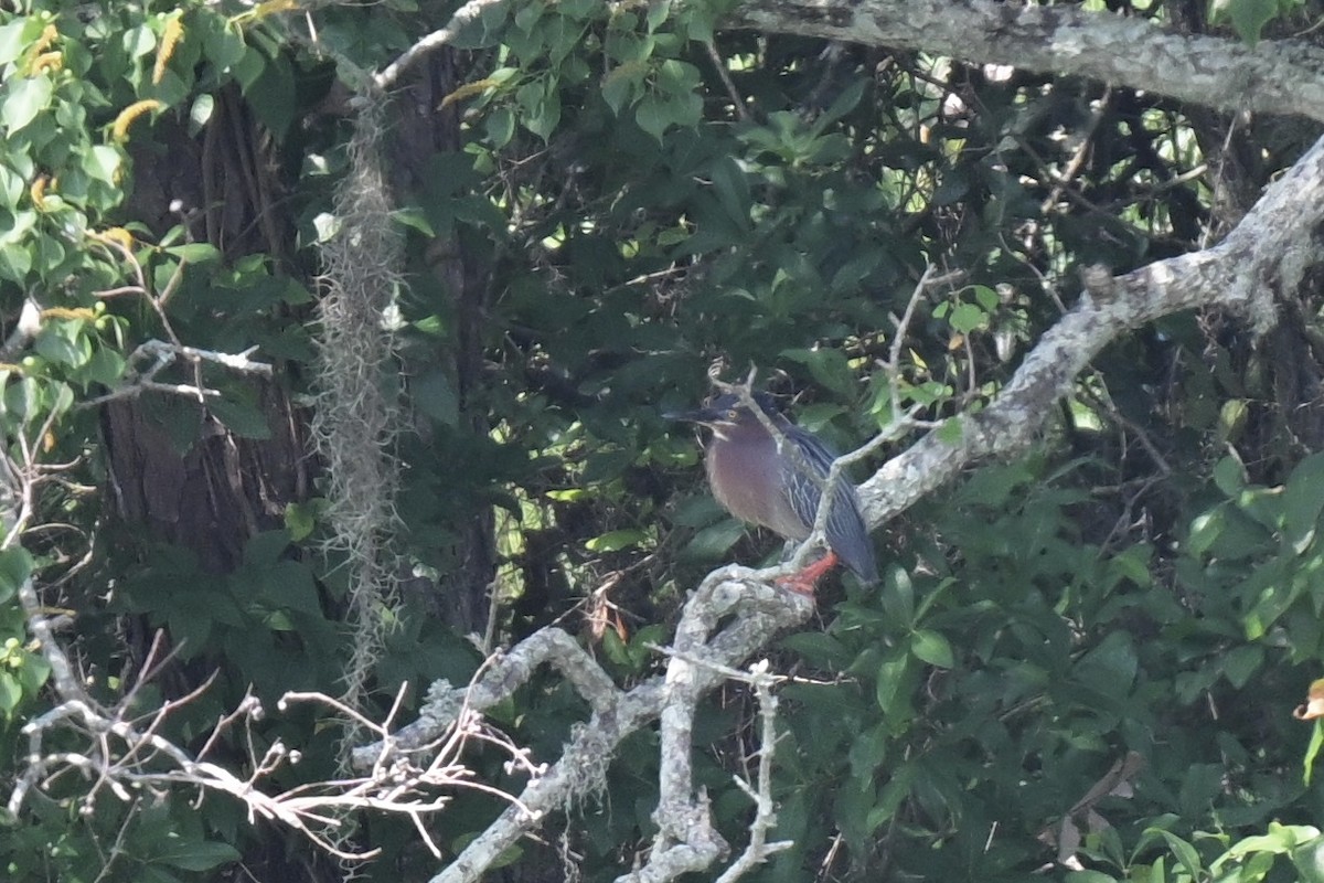 Green Heron - ML636888706