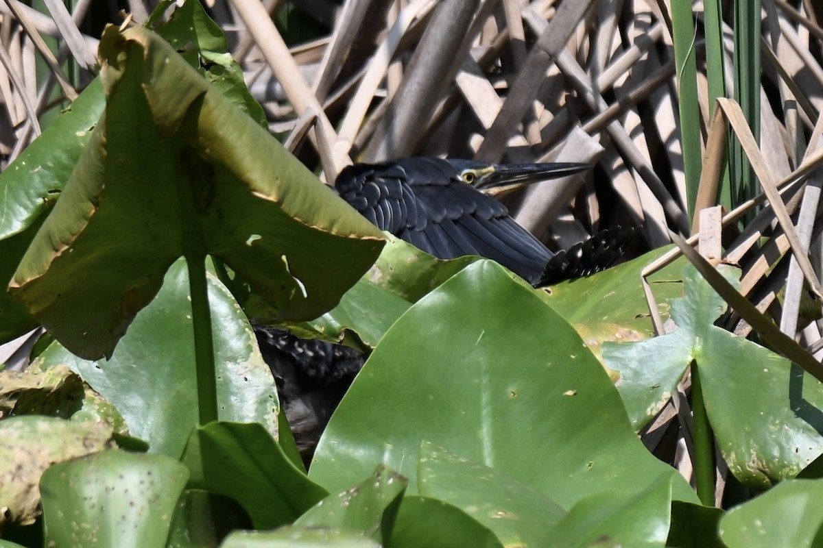 Green Heron - ML636888707