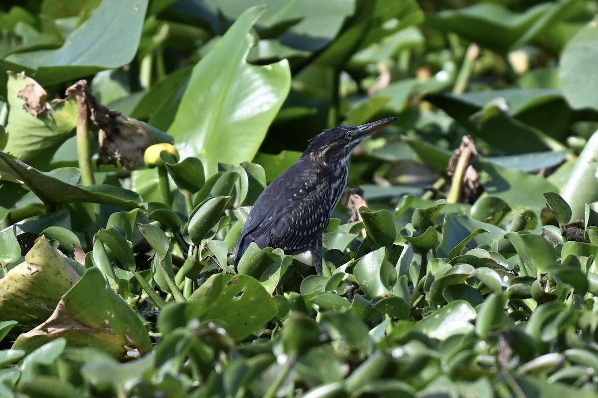 Green Heron - ML636888708