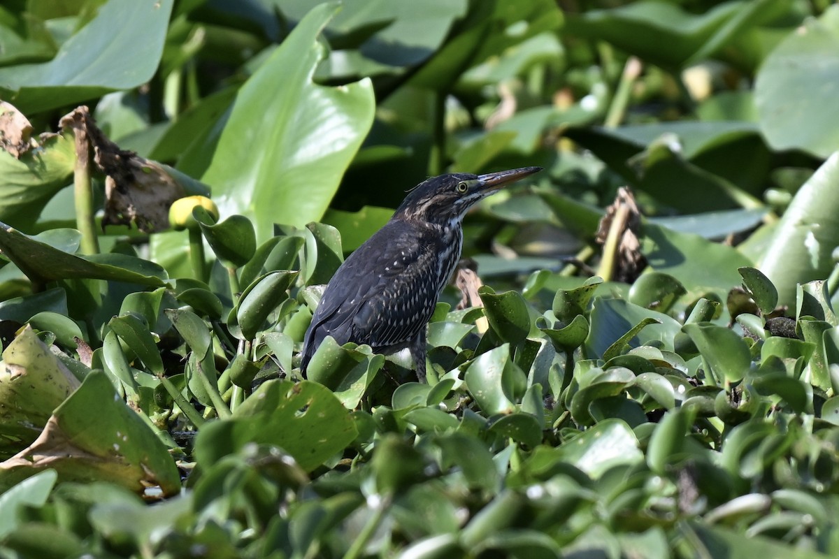 Green Heron - ML636888709