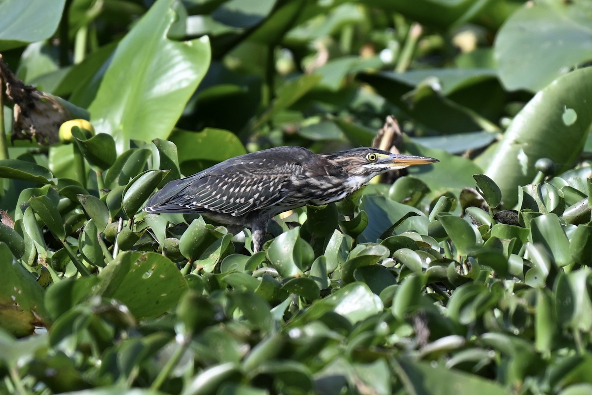 Green Heron - ML636888710