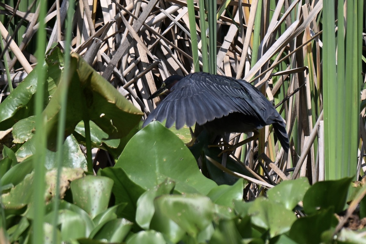 Green Heron - ML636888711