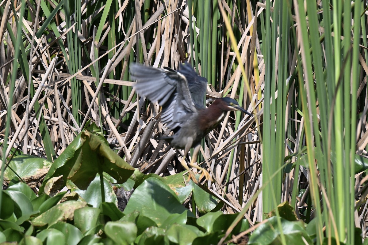 Green Heron - ML636888712