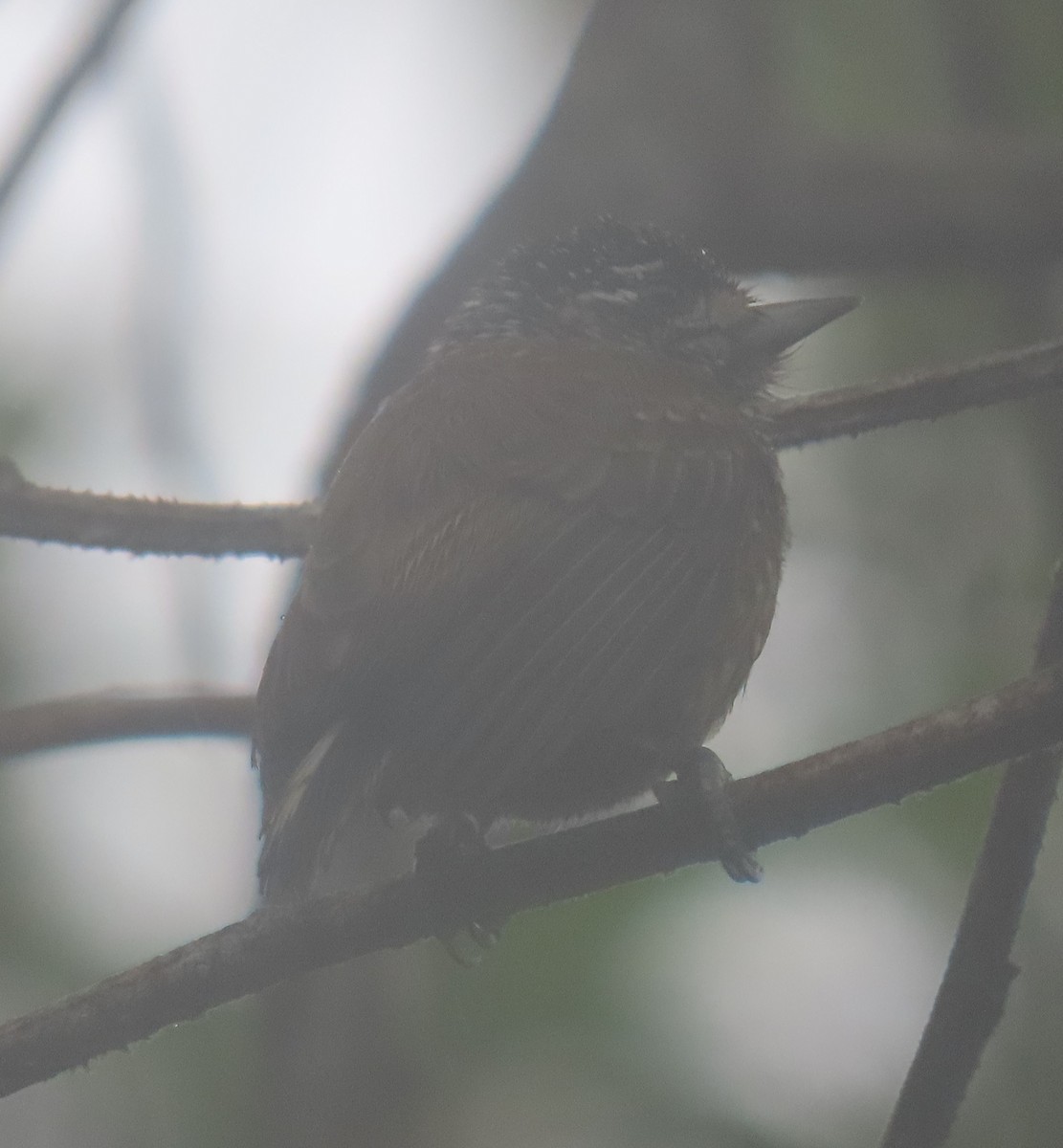 Spotted Piculet - ML636888996