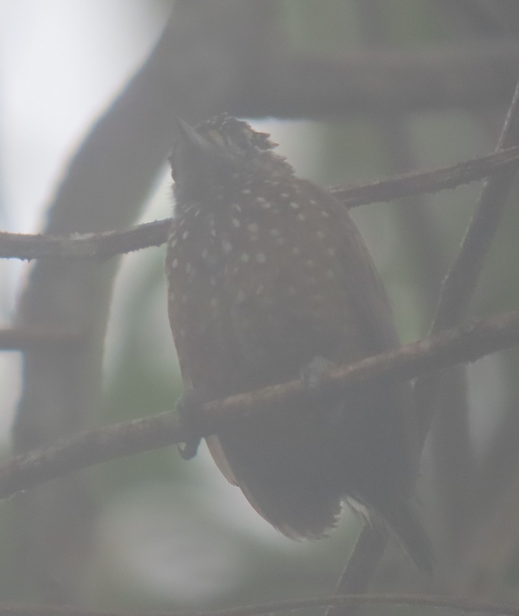 Spotted Piculet - ML636888998