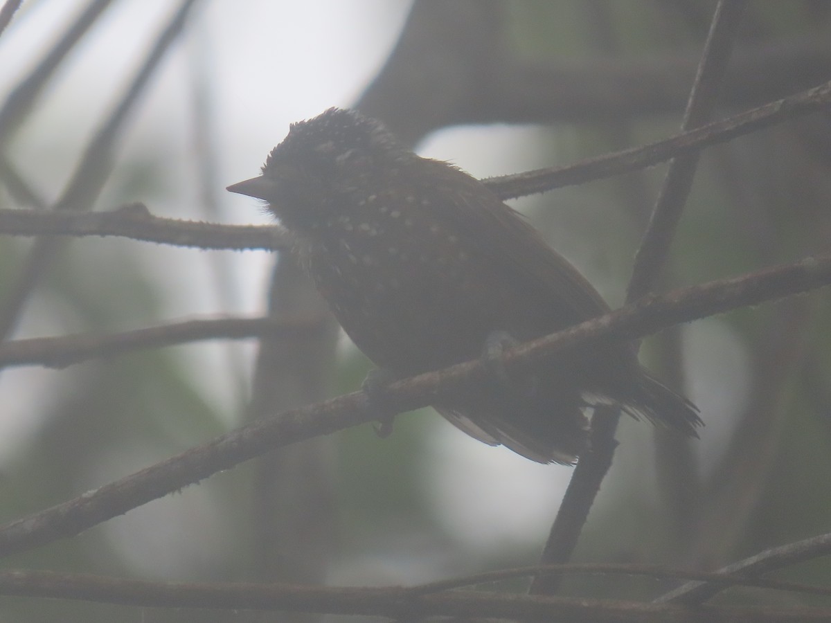 Spotted Piculet - ML636888999