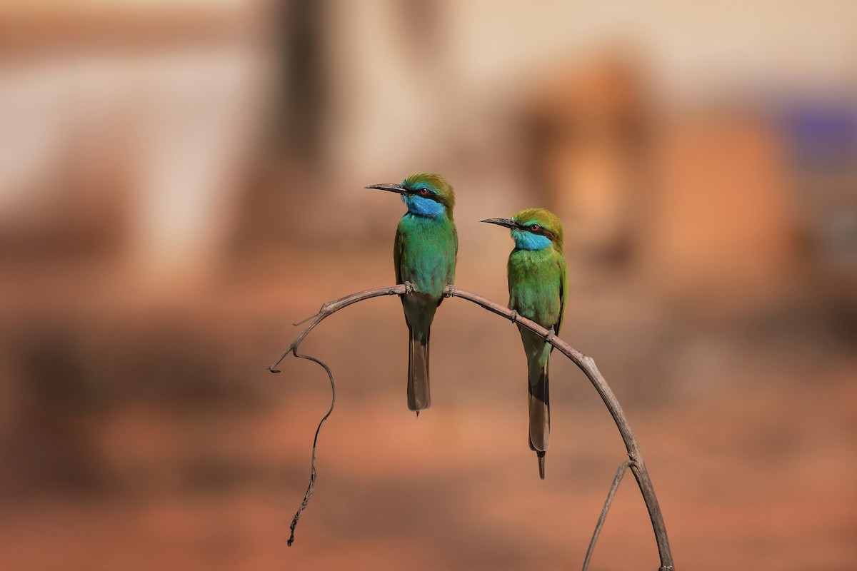 Arabian Green Bee-eater - ML636889014