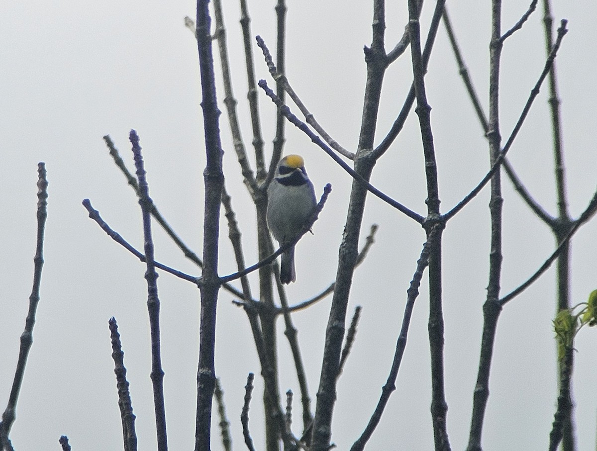 Golden-winged Warbler - ML636889020