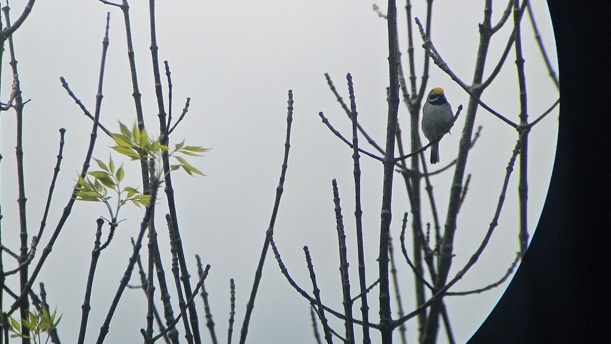 Golden-winged Warbler - ML636889022