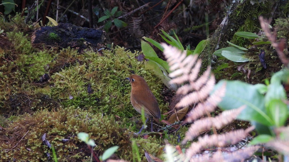 Muisca Antpitta - ML636889151