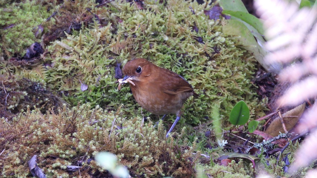 Muisca Antpitta - ML636889156
