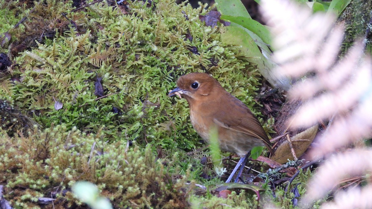 Muisca Antpitta - ML636889158