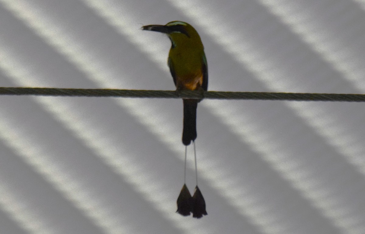 Turquoise-browed Motmot - ML636889173